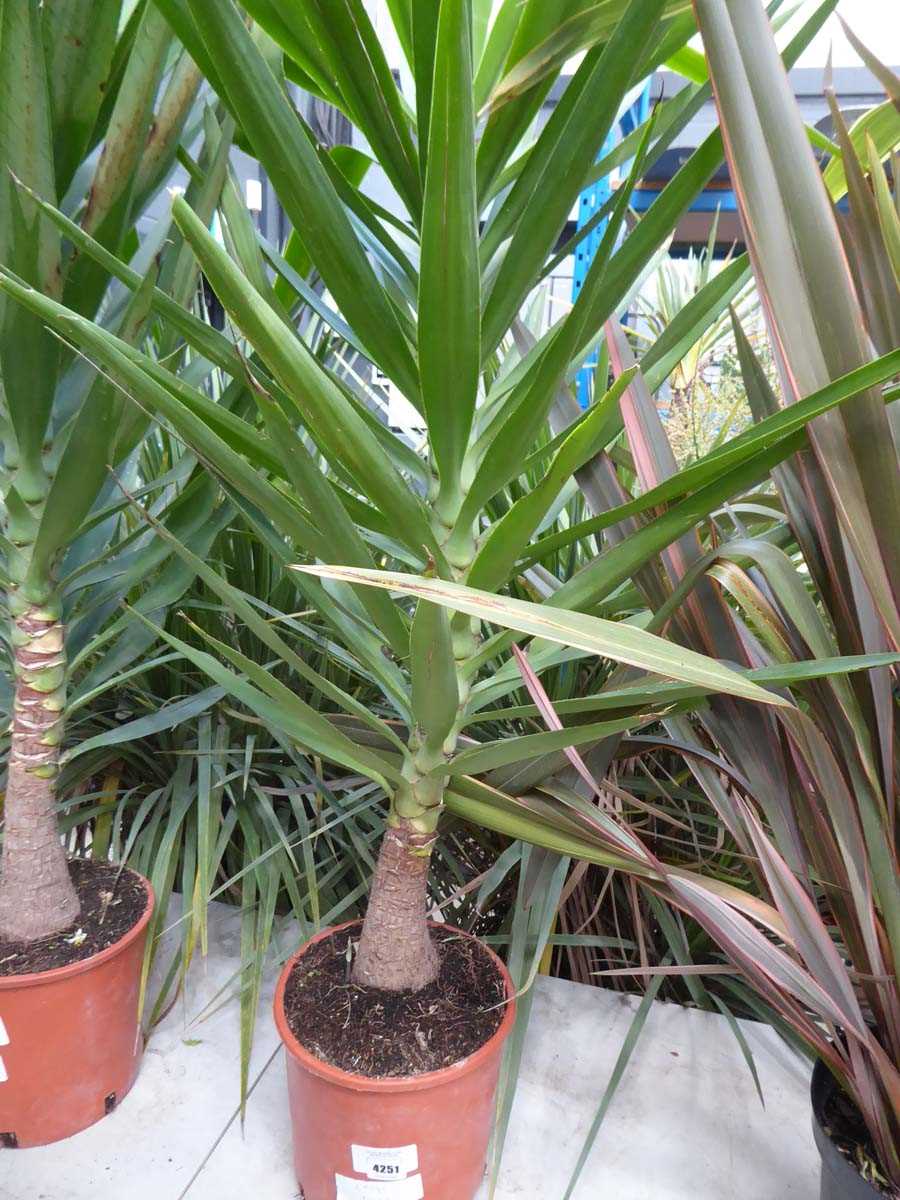 Lot 4251 - Large Yucca
