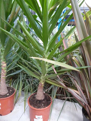 Lot 4251 - Large Yucca