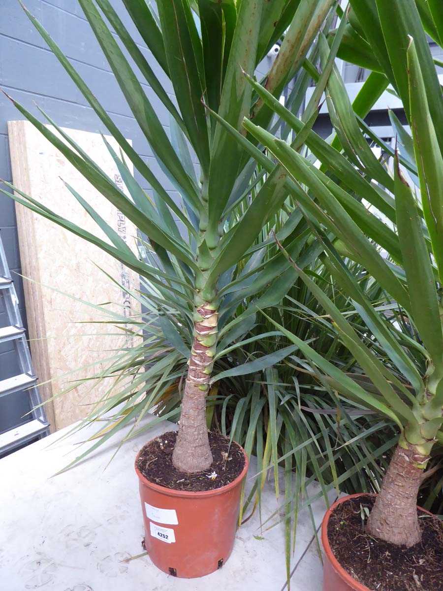 Lot 4252 - Large Yucca