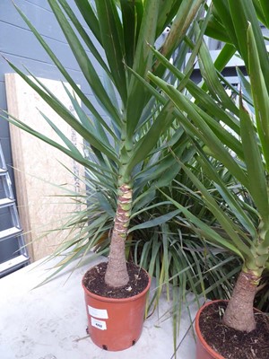 Lot 4252 - Large Yucca