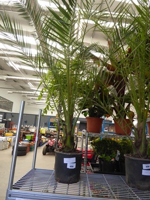 Lot 4253 - Large Phoenix Palm