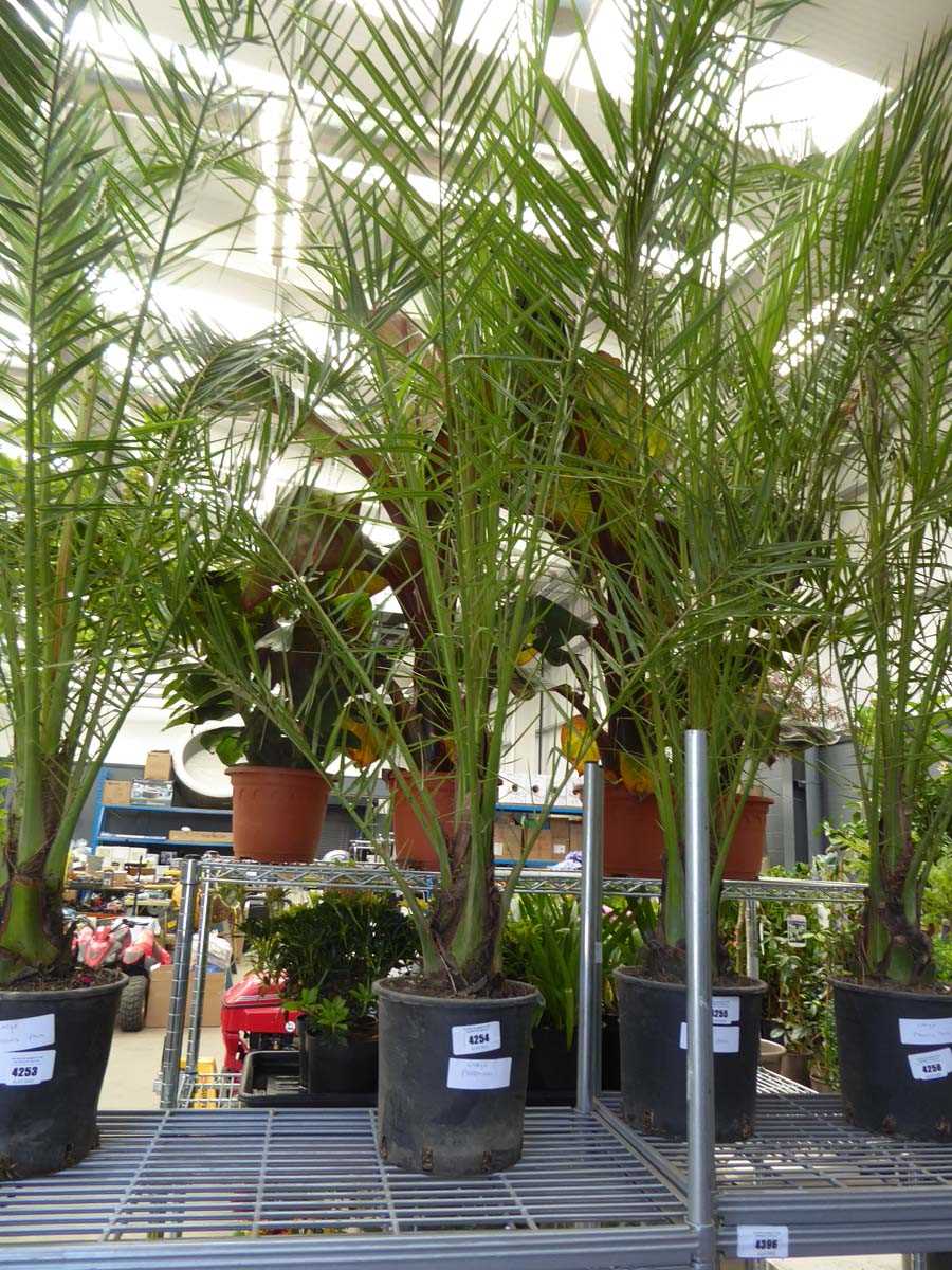 Lot 4254 - Large Phoenix Palm
