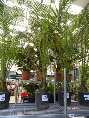 Lot 4254 - Large Phoenix Palm