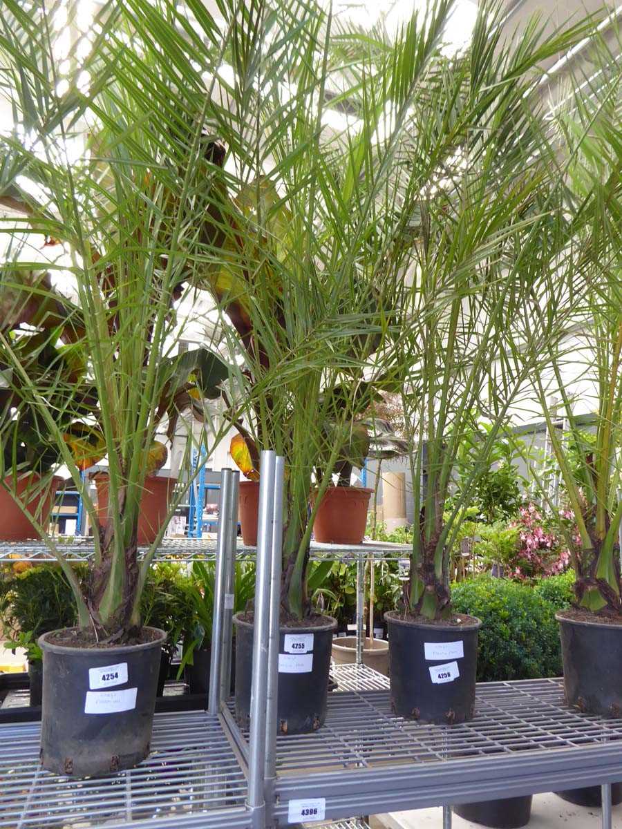 Lot 4255 - Large Phoenix Palm