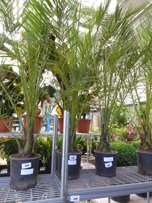 Lot 4255 - Large Phoenix Palm