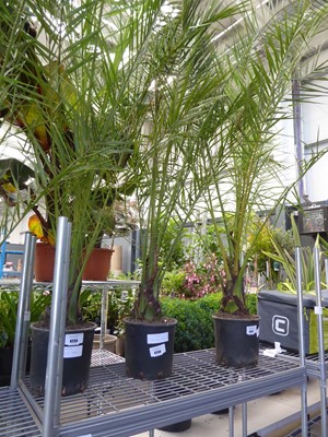 Lot 4256 - Large Phoenix Palm