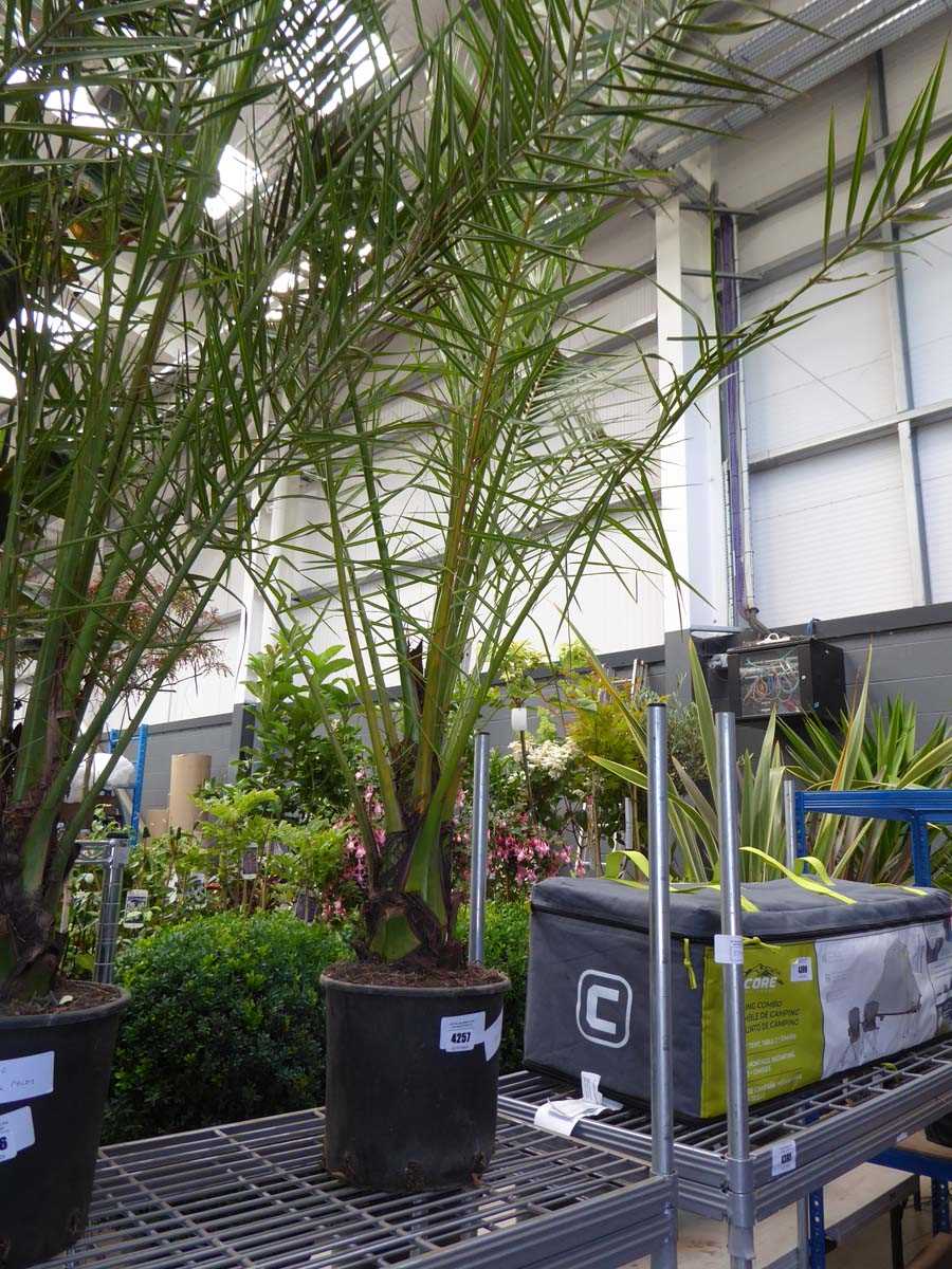 Lot 4257 - Large Phoenix Palm