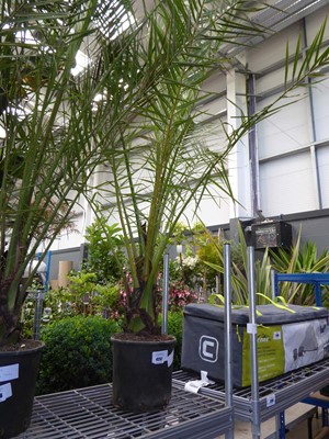 Lot 4257 - Large Phoenix Palm