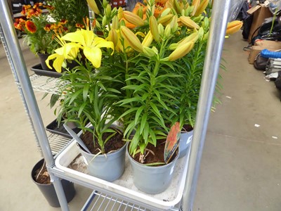 Lot 4258 - 2 Asiatic Lilies Yellow
