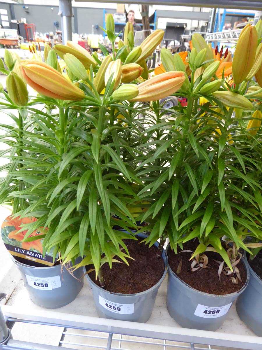 Lot 4259 - 2 Asiatic Lilies Yellow