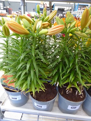 Lot 4259 - 2 Asiatic Lilies Yellow