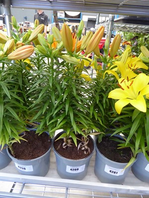 Lot 4260 - 2 Asiatic Lilies Yellow
