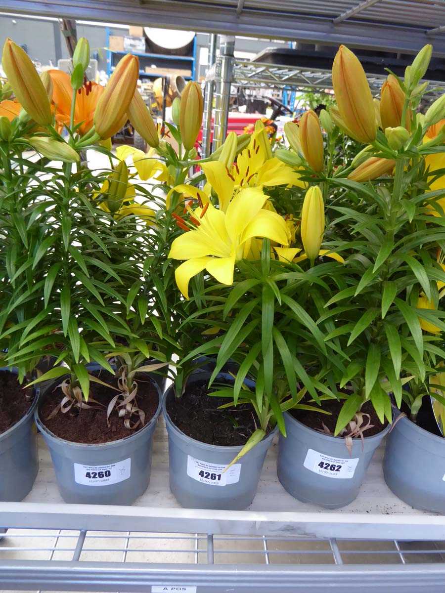 Lot 4261 - 2 Asiatic Lilies Yellow