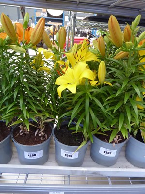 Lot 4261 - 2 Asiatic Lilies Yellow