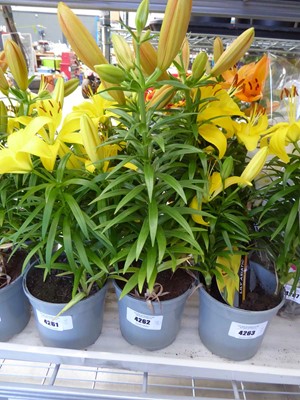Lot 4262 - 2 Asiatic Lilies Yellow