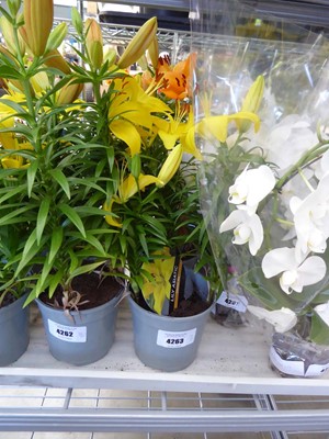 Lot 4263 - 2 Asiatic Lilies Yellow