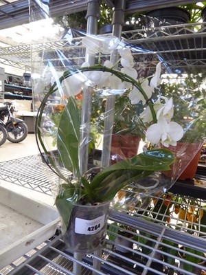 Lot 4264 - Phalaenopsis