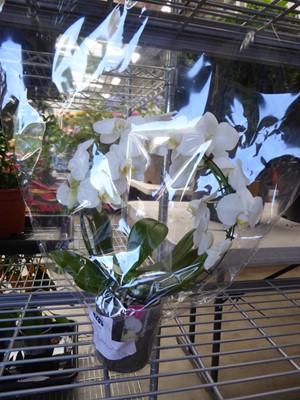 Lot 4265 - Phalaenopsis