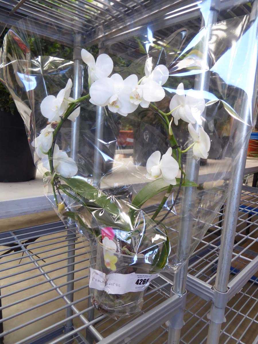 Lot 4266 - Phalaenopsis