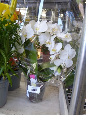 Lot 4267 - Phalaenopsis