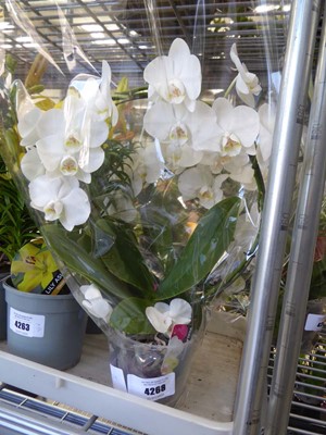 Lot 4268 - Phalaenopsis