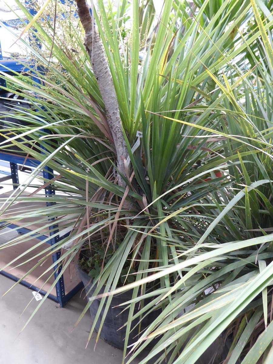 Lot 4269 - Large Cordyline
