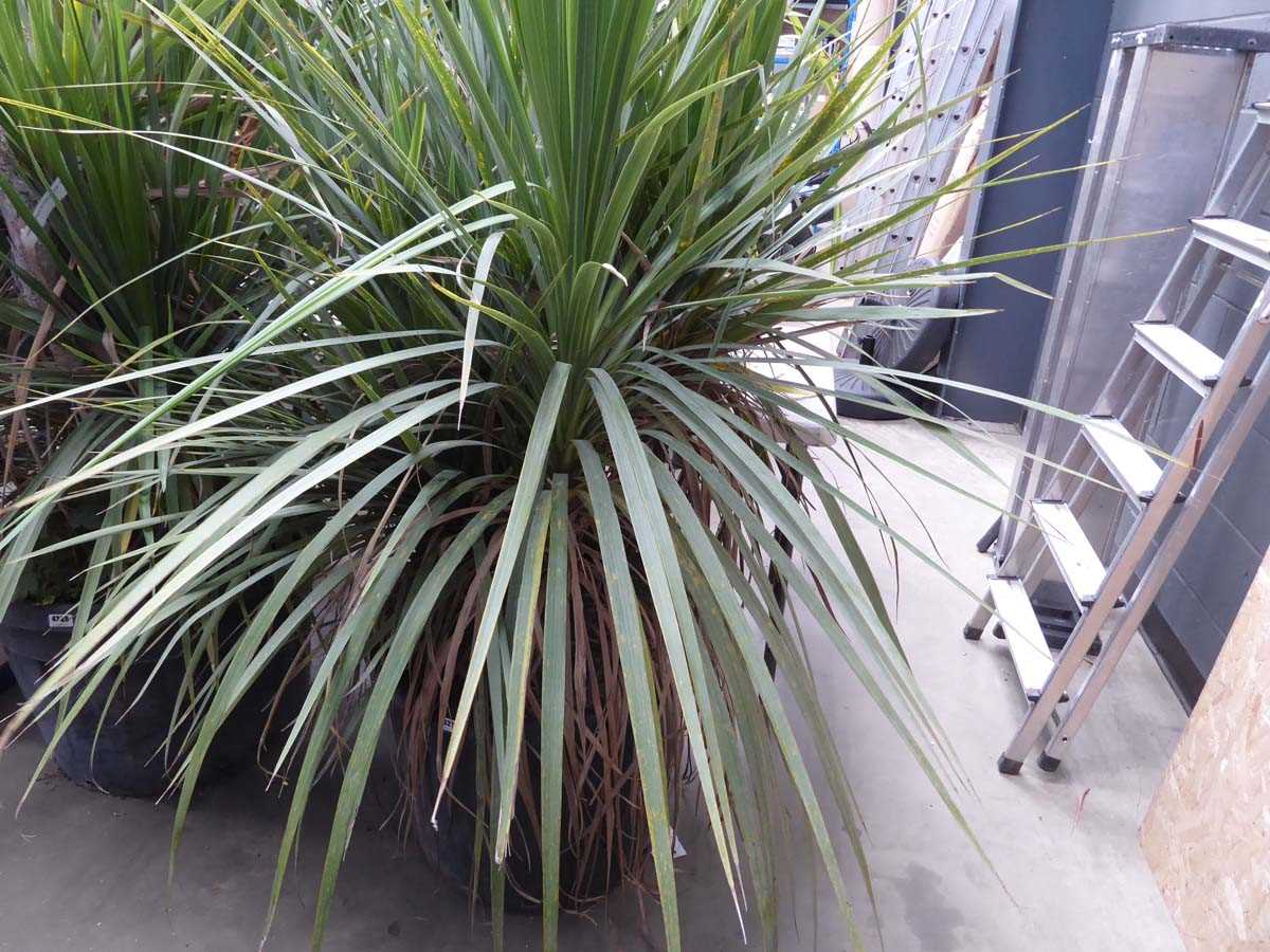 Lot 4270 - Large Cordyline