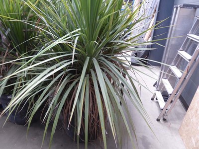 Lot 4270 - Large Cordyline