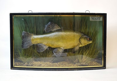 Lot 108 - Taxidermy: a tench within a naturalistic...