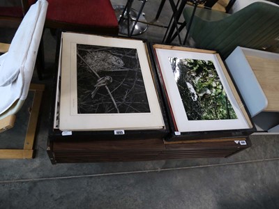 Lot 1095 - Various loose unframed photographs of birds...