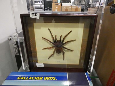Lot 2137 - Peruvian Tarantula spider in a case