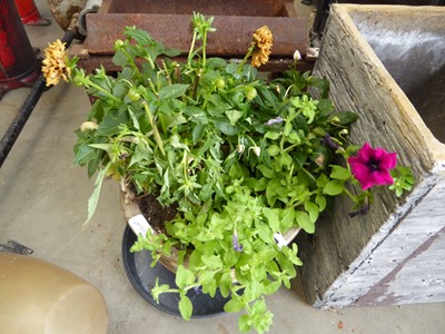 Lot 4243 - Glazed garden pot with an assortment of potted...