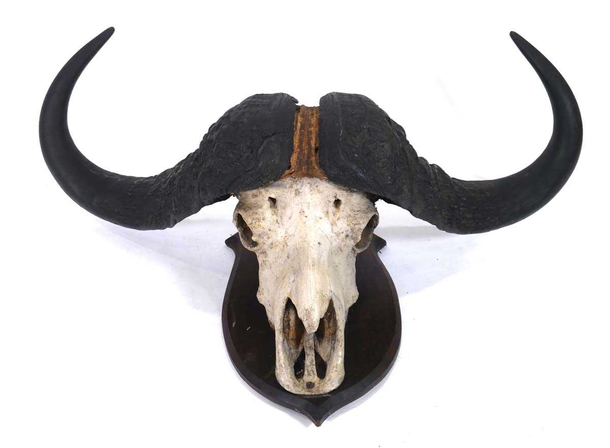 Lot 88 - A Cape Buffalo skull and horns mounted to an...