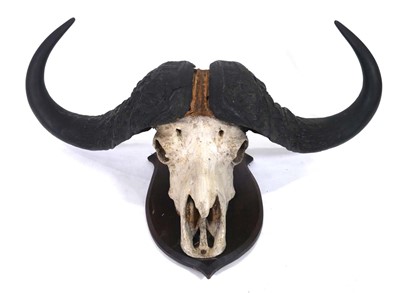 Lot 88 - A Cape Buffalo skull and horns mounted to an...