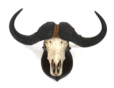 Lot 88 - A Cape Buffalo skull and horns mounted to an...