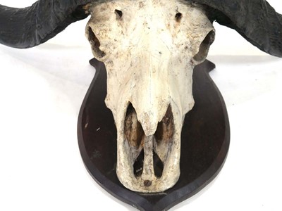 Lot 88 - A Cape Buffalo skull and horns mounted to an...