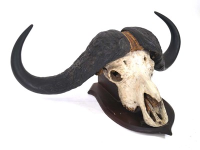 Lot 88 - A Cape Buffalo skull and horns mounted to an...