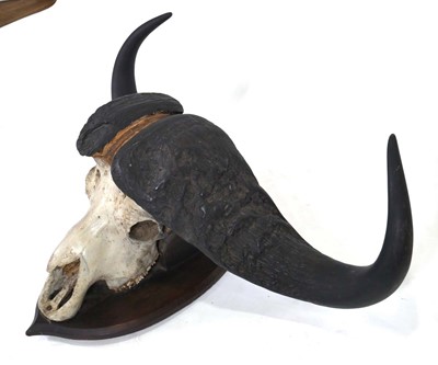 Lot 88 - A Cape Buffalo skull and horns mounted to an...