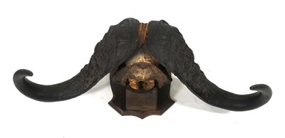 Lot 88 - A Cape Buffalo skull and horns mounted to an...