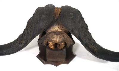 Lot 88 - A Cape Buffalo skull and horns mounted to an...