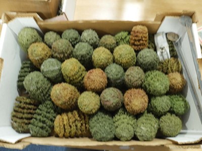 Lot 260 - An extensive collection of painted and...