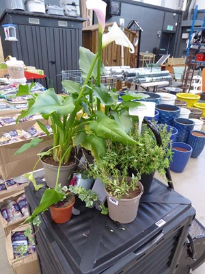 Lot 4332 - Quantity of assorted plants to include a...