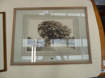 Lot 5257 - Rural watercolour with oak trees