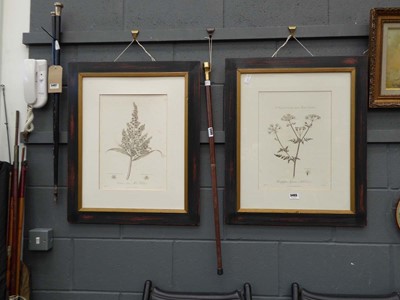 Lot 5405 - Pair of framed and glazed botanical prints