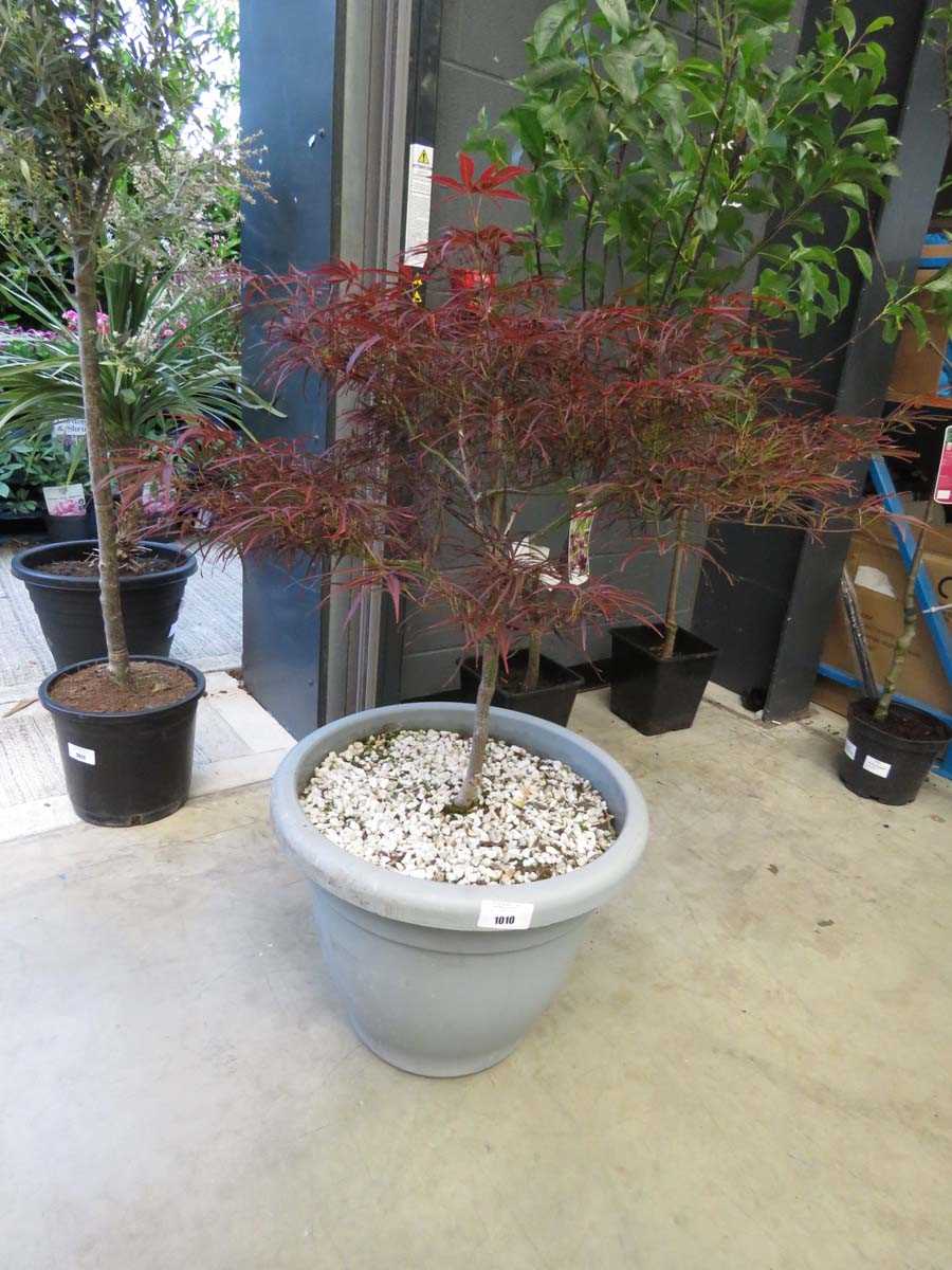 Lot 1001 - Red pygmy acer in pot