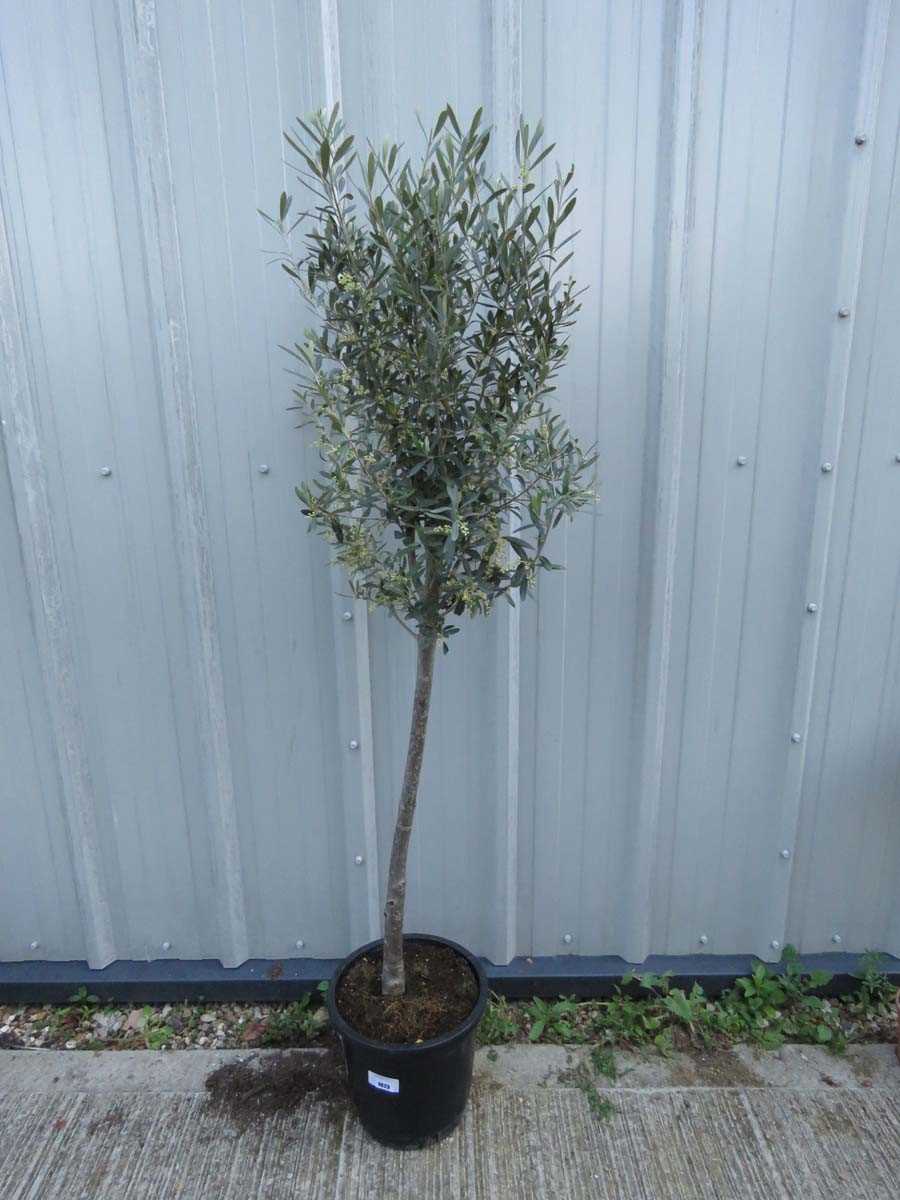 Lot 1073 - Large olive tree