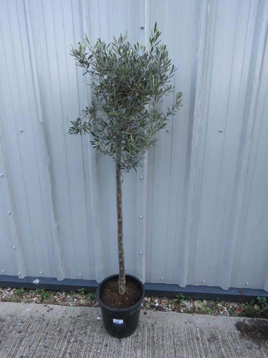 Lot 1074 - Large olive tree