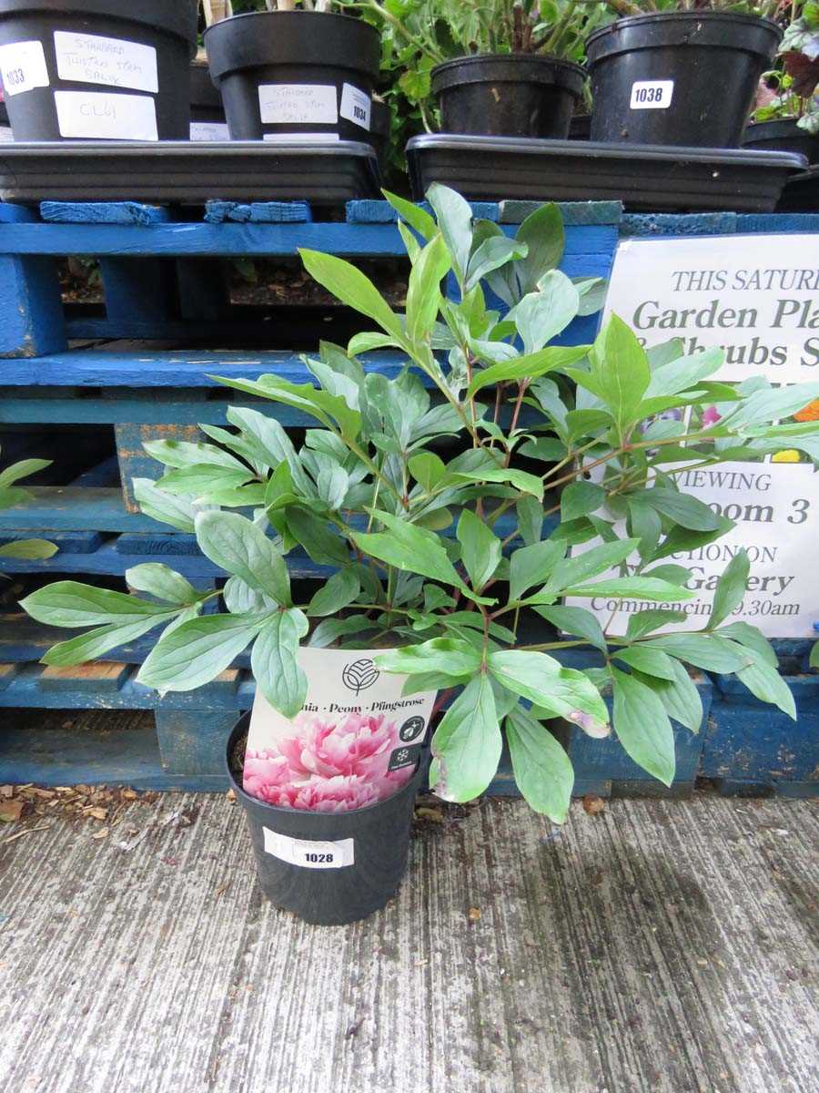 Lot 1028 - Potted pink paeonia