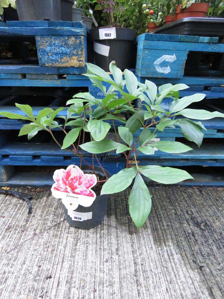 Lot 1030 - Potted pink paeonia