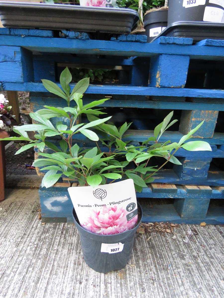 Lot 1027 - Potted pink paeonia